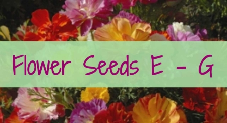 Picture for category Flo E - G